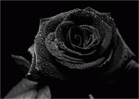 /album/kepek-/fekete-harmatos-rozsa-gif/